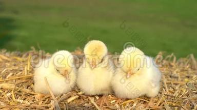 在金色的夏日阳光下，三只黄色的小鸡坐在外面的干草堆上